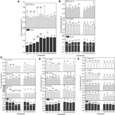 Effects of exogenous chloride ions on the migration and transformation of Cd in a soil-rice system